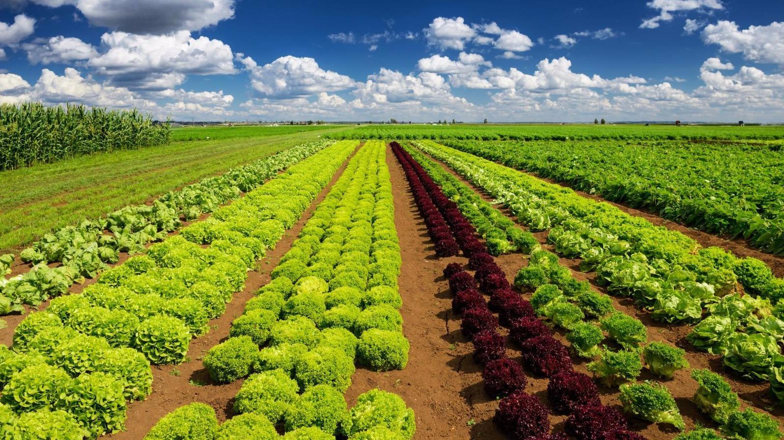 Vente de terre végétale Gironde